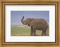 Framed Side profile of an African elephant standing in a field, Ngorongoro Crater, Arusha Region, Tanzania (Loxodonta africana)