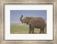 Framed Side profile of an African elephant standing in a field, Ngorongoro Crater, Arusha Region, Tanzania (Loxodonta africana)