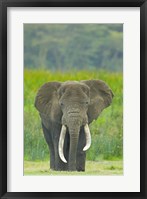 Framed Close-up of an African elephant in a field, Ngorongoro Crater, Arusha Region, Tanzania (Loxodonta Africana)