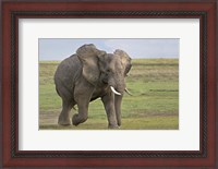 Framed African elephant (Loxodonta Africana) running in a field, Ngorongoro Crater, Arusha Region, Tanzania