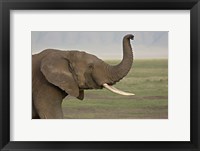 Framed Close-up of an African elephant, Ngorongoro Crater, Arusha Region, Tanzania (Loxodonta Africana)