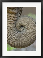 Framed Close-up of an African elephant's trunk, Ngorongoro Crater, Arusha Region, Tanzania (Loxodonta Africana)