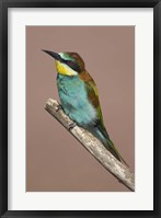 Framed Close-up of an European bee-eater perching on a branch, Lake Manyara, Arusha Region, Tanzania (Merops apiaster)