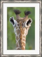 Framed Close-up of a Masai giraffe, Lake Manyara, Arusha Region, Tanzania (Giraffa camelopardalis tippelskirchi)