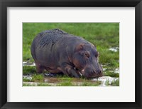 Framed Close-up of a hippopotamus, Lake Manyara, Arusha Region, Tanzania (Hippopotamus amphibius)