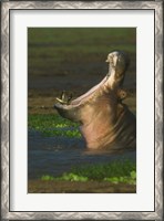 Framed Hippopotamus Yawning, Lake Manyara, Arusha Region, Tanzania
