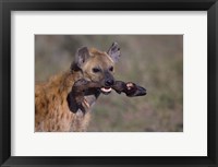 Framed Close-up of a hyena holding a wildebeest's leg, Ngorongoro Conservation Area, Arusha Region, Tanzania