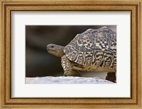 Framed Close-up of a Leopard tortoise, Tarangire National Park, Arusha Region, Tanzania (Geochelone pardalis)