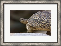 Framed Close-up of a Leopard tortoise, Tarangire National Park, Arusha Region, Tanzania (Geochelone pardalis)