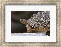 Framed Close-up of a Leopard tortoise, Tarangire National Park, Arusha Region, Tanzania (Geochelone pardalis)