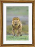 Framed Portrait of a Lion walking in a field, Ngorongoro Conservation Area, Arusha Region, Tanzania (Panthera leo)