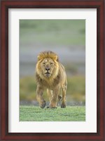 Framed Portrait of a Lion walking in a field, Ngorongoro Conservation Area, Arusha Region, Tanzania (Panthera leo)