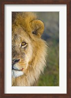Framed Close-up of a lion, Ngorongoro Conservation Area, Arusha Region, Tanzania (Panthera leo)