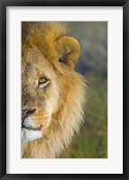Framed Close-up of a lion, Ngorongoro Conservation Area, Arusha Region, Tanzania (Panthera leo)