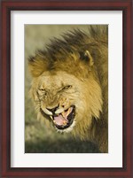 Framed Close-up of a lion snarling, Ngorongoro Conservation Area, Arusha Region, Tanzania (Panthera leo)