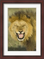 Framed Close-up of a lion roaring, Ngorongoro Conservation Area, Arusha Region, Tanzania (Panthera leo)