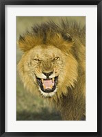 Framed Close-up of a lion roaring, Ngorongoro Conservation Area, Arusha Region, Tanzania (Panthera leo)