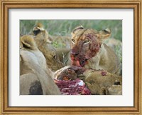 Framed Four lioness eating a kill, Ngorongoro Conservation Area, Arusha Region, Tanzania (Panthera leo)