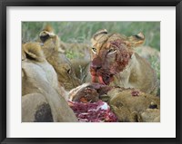 Framed Four lioness eating a kill, Ngorongoro Conservation Area, Arusha Region, Tanzania (Panthera leo)
