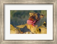 Framed Close-up of a lioness eating a zebra liver, Ngorongoro Conservation Area, Arusha Region, Tanzania (Panthera leo)