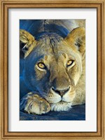 Framed Close-up of a lioness, Ngorongoro Conservation Area, Arusha Region, Tanzania (Panthera leo)