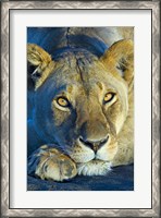 Framed Close-up of a lioness, Ngorongoro Conservation Area, Arusha Region, Tanzania (Panthera leo)