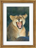 Framed Close-up of a lioness roaring, Ngorongoro Conservation Area, Arusha Region, Tanzania (Panthera leo)