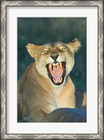 Framed Close-up of a lioness roaring, Ngorongoro Conservation Area, Arusha Region, Tanzania (Panthera leo)