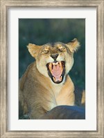 Framed Close-up of a lioness roaring, Ngorongoro Conservation Area, Arusha Region, Tanzania (Panthera leo)