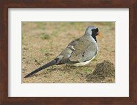 Framed Close-up of a Namaqua dove, Tarangire National Park, Arusha Region, Tanzania (Oena capensis)