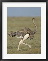 Framed Side profile of an Ostrich running in a field, Ngorongoro Conservation Area, Arusha Region, Tanzania (Struthio camelus)