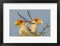 Framed Close-up of two Secretary birds, Ngorongoro Conservation Area, Arusha Region, Tanzania (Sagittarius serpentarius)