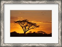 Framed Silhouette of Trees in a field, Ngorongoro Conservation Area, Arusha Region, Tanzania