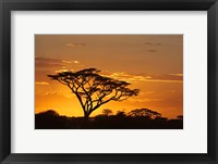 Framed Silhouette of Trees in a field, Ngorongoro Conservation Area, Arusha Region, Tanzania