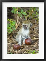 Framed Vervet monkey holding a seed pod, Tarangire National Park, Arusha Region, Tanzania (Chlorocebus pygerythrus)