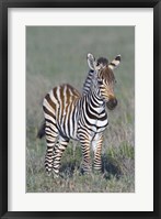 Framed Young zebra standing in a field