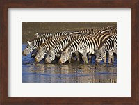 Framed Herd of zebras drinking water, Ngorongoro Conservation Area, Arusha Region, Tanzania (Equus burchelli chapmani)