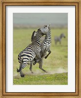 Framed Two zebras fighting in a field, Ngorongoro Conservation Area, Arusha Region, Tanzania (Equus burchelli chapmani)