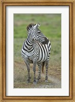 Framed Zebra standing in a field, Ngorongoro Conservation Area, Arusha Region, Tanzania (Equus burchelli chapmani)