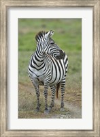 Framed Zebra standing in a field, Ngorongoro Conservation Area, Arusha Region, Tanzania (Equus burchelli chapmani)