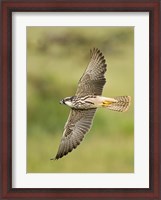 Framed Close-up of a Lanner falcon flying, Lake Manyara, Arusha Region, Tanzania (Falco biarmicus)
