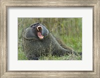 Framed Close-up of an Olive baboon yawning, Lake Nakuru, Kenya (Papio anubis)