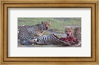 Framed Portrait of two cheetahs eating a zebra, Ngorongoro Conservation Area, Arusha Region, Tanzania (Acinonyx jubatus)
