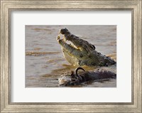 Framed Nile crocodile with a dead wildebeest in a river, Masai Mara National Reserve, Kenya (Crocodylus niloticus)