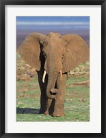 Framed Close-up of an African elephant walking in a field, Lake Manyara, Arusha Region, Tanzania (Loxodonta Africana)