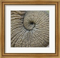 Framed Close-up of an Elephant trunk, Ngorongoro Conservation Area, Arusha Region, Tanzania