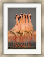 Framed Flock of eight flamingos wading in water, Lake Nakuru, Kenya