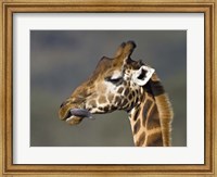 Framed Close-up of a Rothschild's giraffe, Lake Nakuru, Kenya (Giraffa camelopardalis rothschildi)