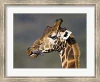Framed Close-up of a Rothschild's giraffe, Lake Nakuru, Kenya (Giraffa camelopardalis rothschildi)