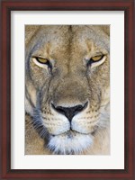Framed Close-up of a lioness, Masai Mara National Reserve, Kenya (Panthera leo)